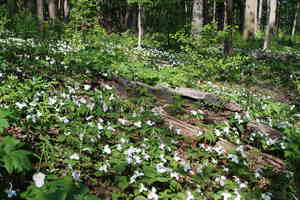 trillium-burned log-cfp.JPG